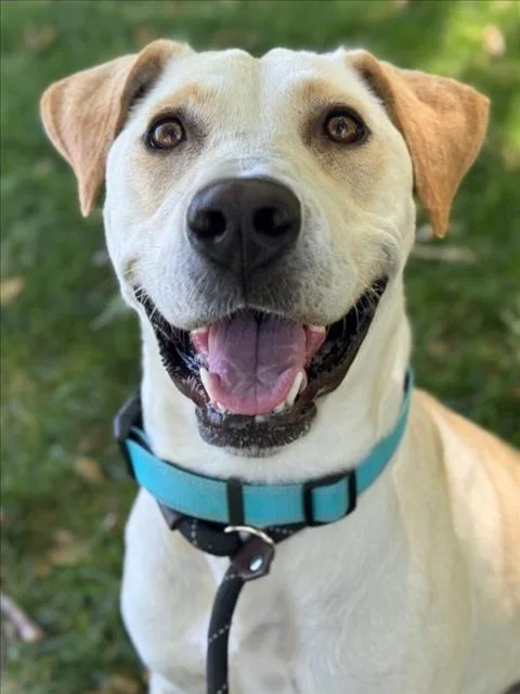 An adult large-sized female Labrador Retriever dog named Twix for adoption in Woodland, CA