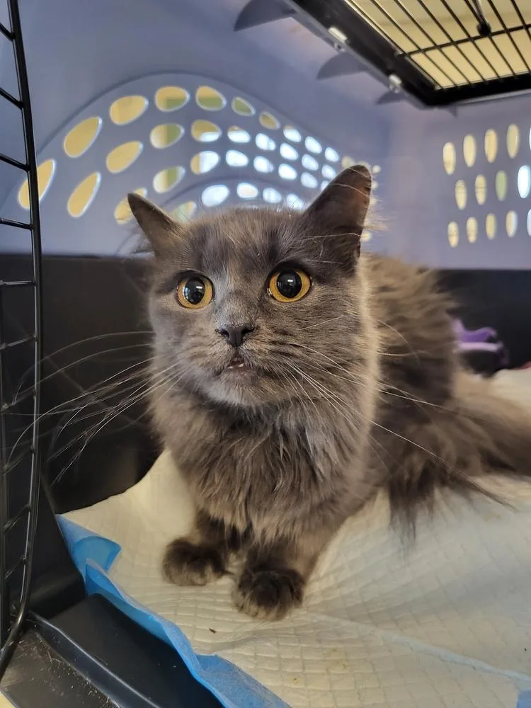 An adult medium-sized female Gray / Blue / Silver Domestic Medium Hair cat named Echo for adoption in Bolton, CT
