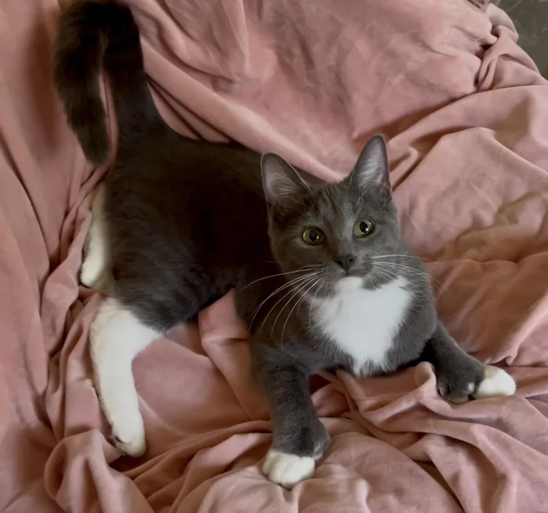 A baby small-sized female Domestic Medium Hair cat named Gwen for adoption in Indianapolis, IN