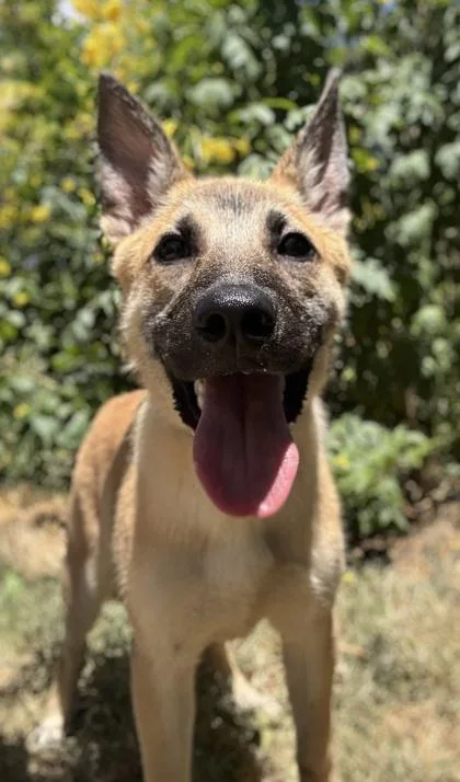 An adult medium-sized male Shepherd dog named Gary for adoption in San Antonio, TX