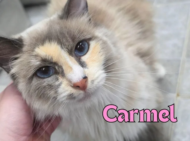 Carmel