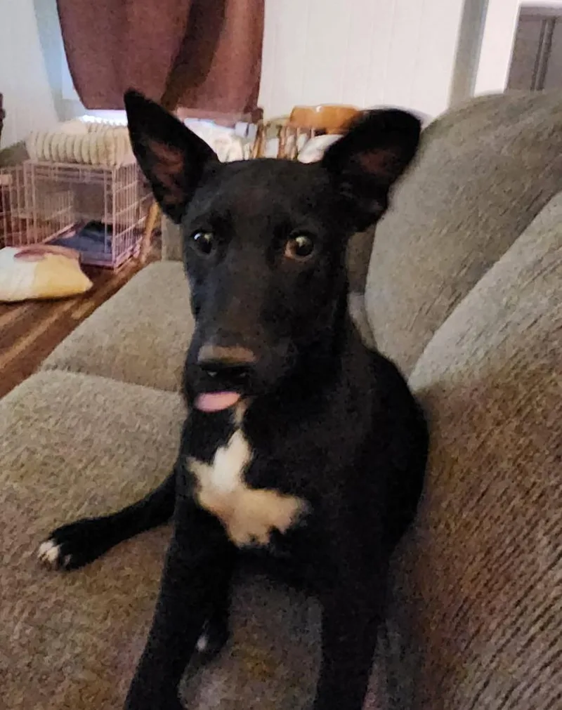 Gus