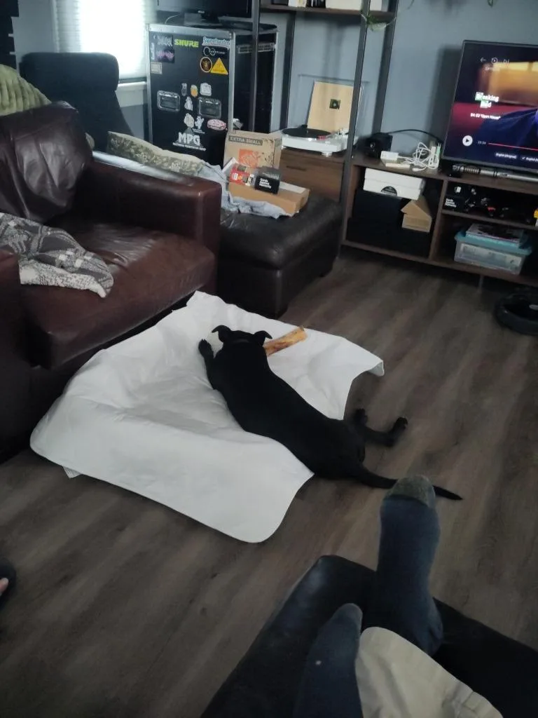 Gus thumbnail 3