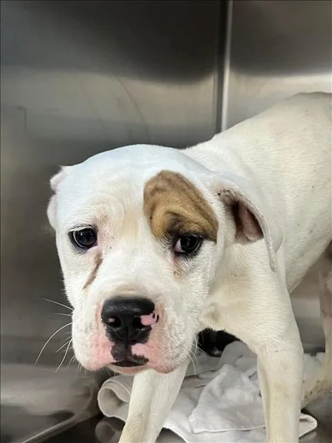 A young medium-sized male English Bulldog dog named Orejas for adoption in San Pedro, CA