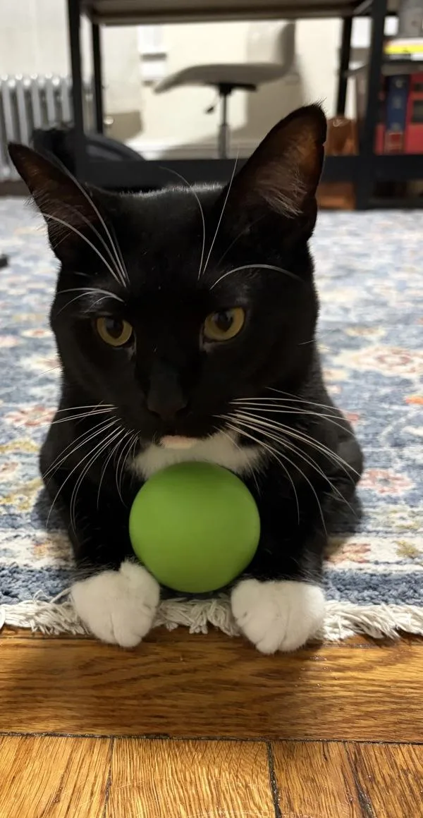 An adult large-sized male Domestic Short Hair cat named Wemby for adoption in New York, NY