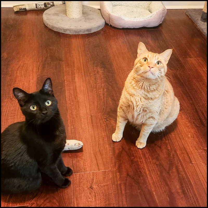 Millicent thumbnail 3