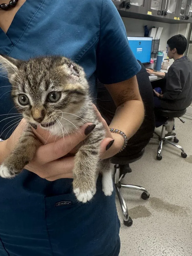 A baby small-sized female Domestic Short Hair cat named Aura for adoption in Marietta, GA