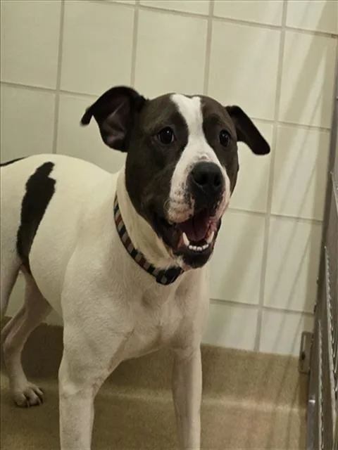 An adult large-sized male Pit Bull Terrier dog named Maui for adoption in Derwood, MD