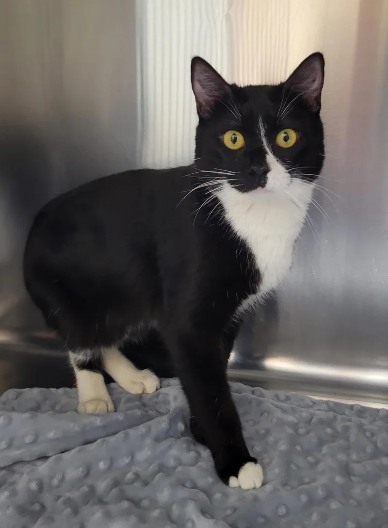 Dodge And Durango thumbnail 2