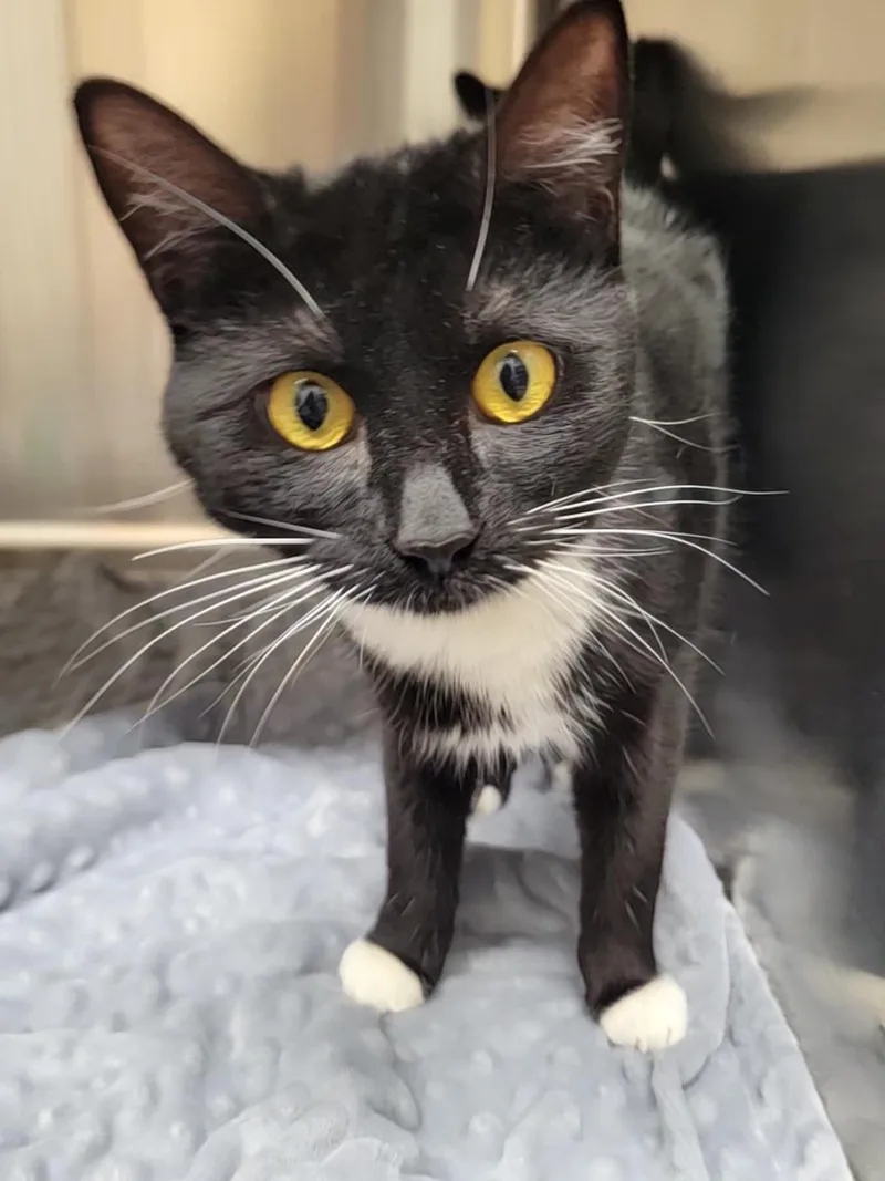 Dodge And Durango thumbnail 3