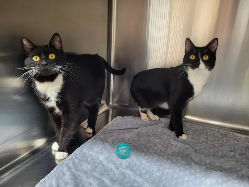 A young medium-sized male Black & White / Tuxedo Domestic Short Hair cat named Dodge And Durango for adoption in Port Angeles, WA