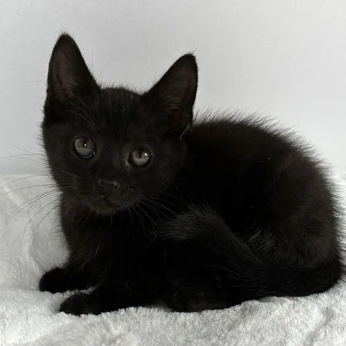 A baby small-sized male Black Domestic Short Hair cat named Indy for adoption in Johnson City, TN