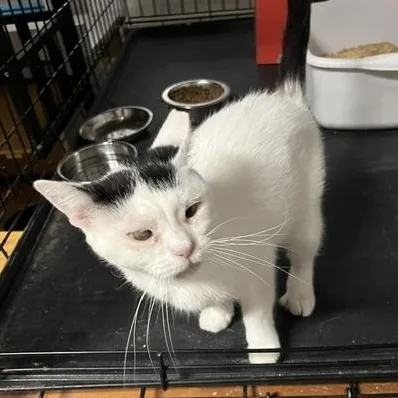 An adult small-sized female White Domestic Short Hair cat named Charity for adoption in Chandler, AZ