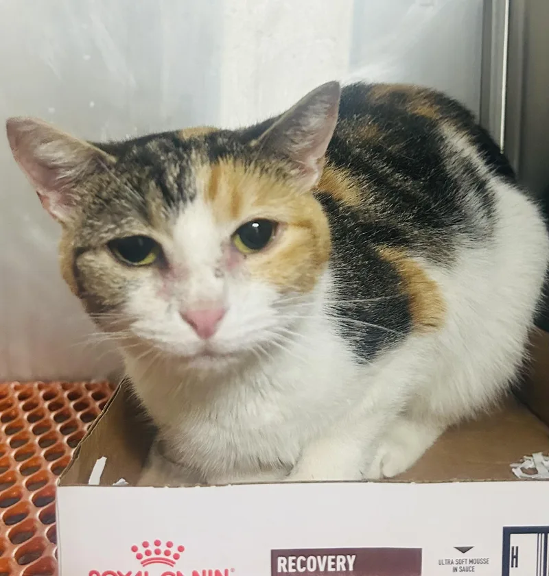 Sashay Sasha thumbnail 2