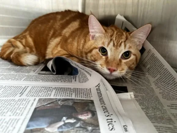 A young large-sized male Domestic Short Hair cat named Garfield for adoption in Los Angeles, CA