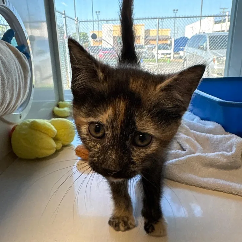 A baby small-sized female Tortoiseshell Domestic Short Hair cat named Palette for adoption in East Hanover, NJ