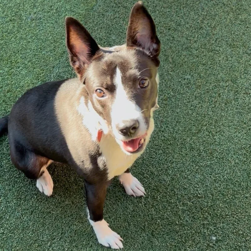 Porkchop