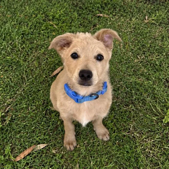 A baby small-sized male Yellow / Tan / Blond / Fawn Terrier dog named Charlie for adoption in Sonoma, CA