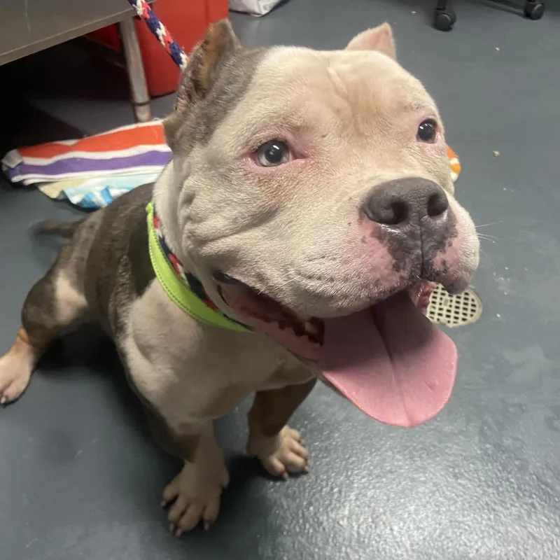 A senior medium-sized male Brown / Chocolate Mixed Breed dog named Hulk for adoption in Allentown, PA