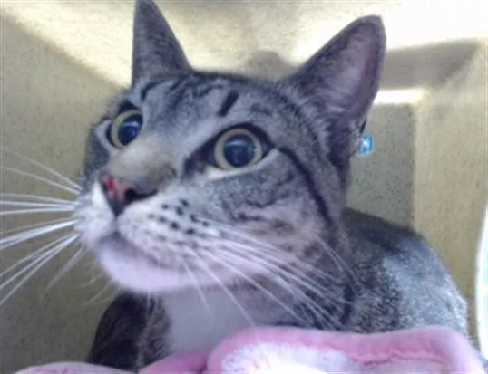 A young medium-sized male Domestic Short Hair cat named Vanguard for adoption in Downey, CA