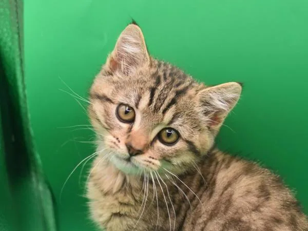 A baby small-sized female Domestic Short Hair cat named Baby Belle for adoption in Portland, OR