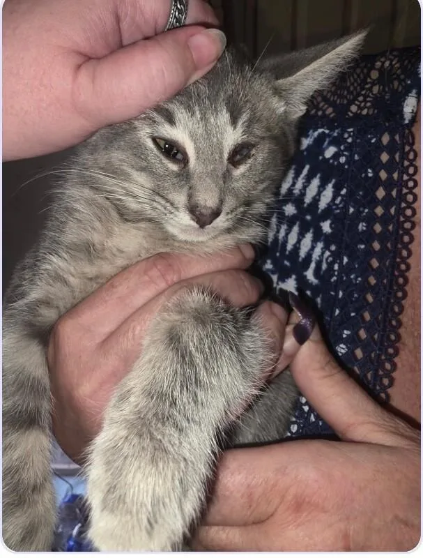 A young medium-sized male Gray / Blue / Silver Domestic Short Hair cat named Odin for adoption in Grand Rapids, MI