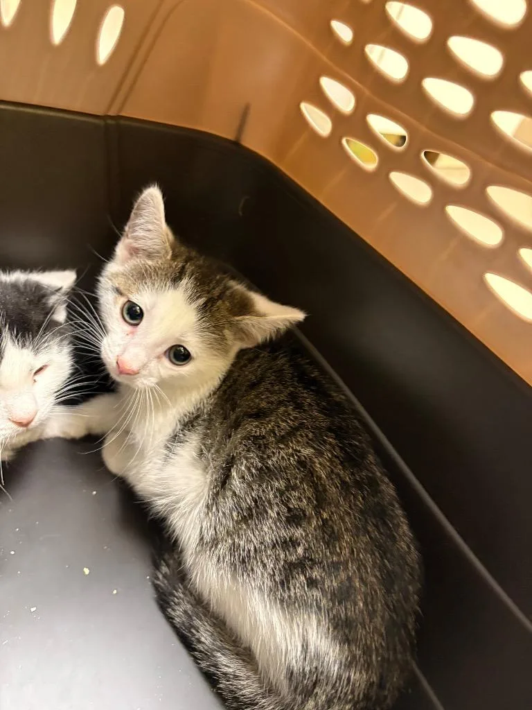 A baby small-sized female Domestic Short Hair cat named Millie Bean for adoption in Crossville, TN