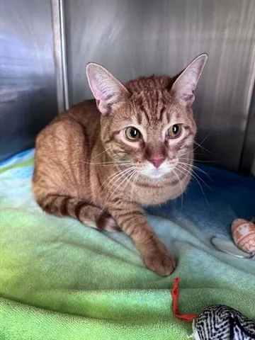 A young medium-sized male Domestic Short Hair cat named Iggy for adoption in Santa Monica, CA