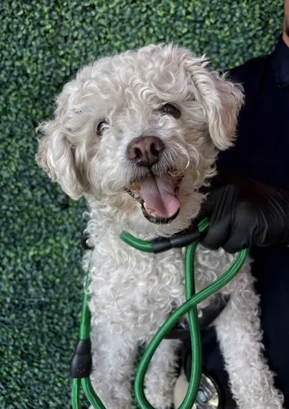 A senior medium-sized male White / Cream Miniature Poodle dog named Esty for adoption in El Paso, TX