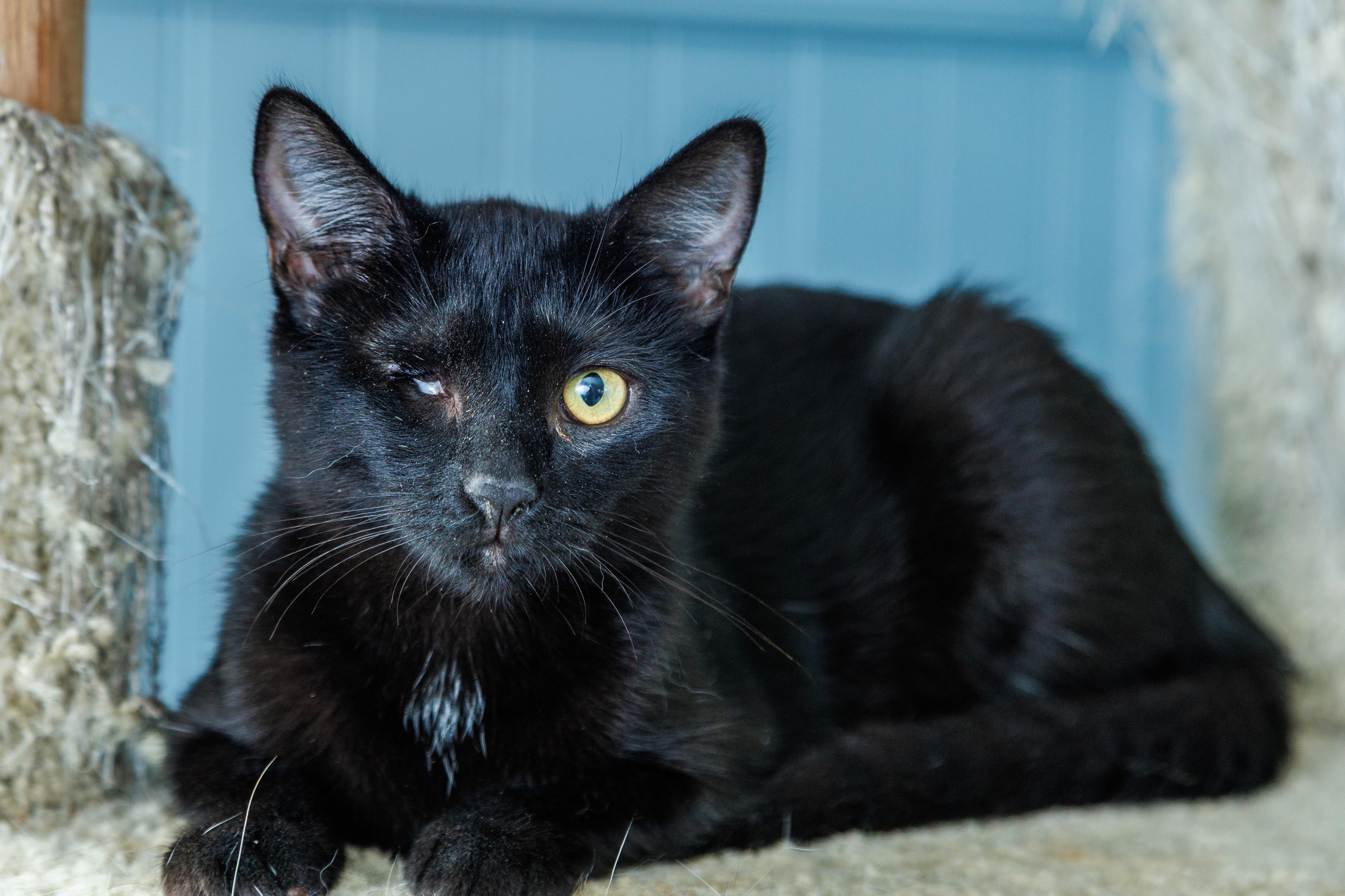 A baby small-sized male Domestic Short Hair cat named Echo for adoption in Chester Springs, PA