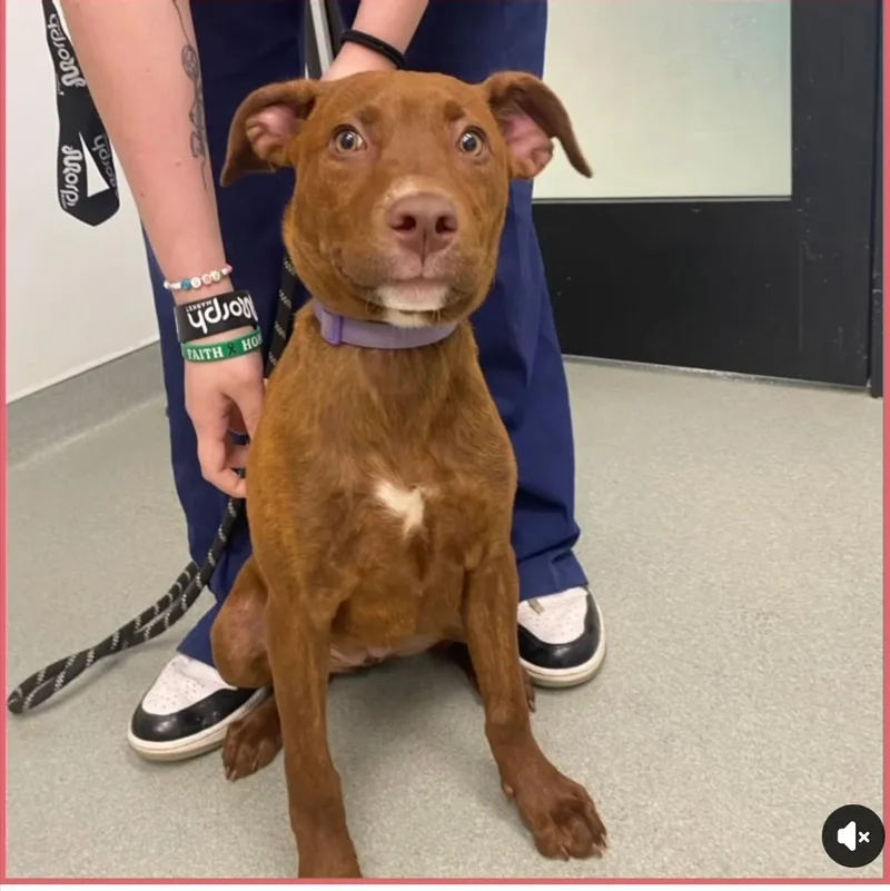 A young medium-sized female Mixed Breed dog named Mochi for adoption in Wilsall, MT