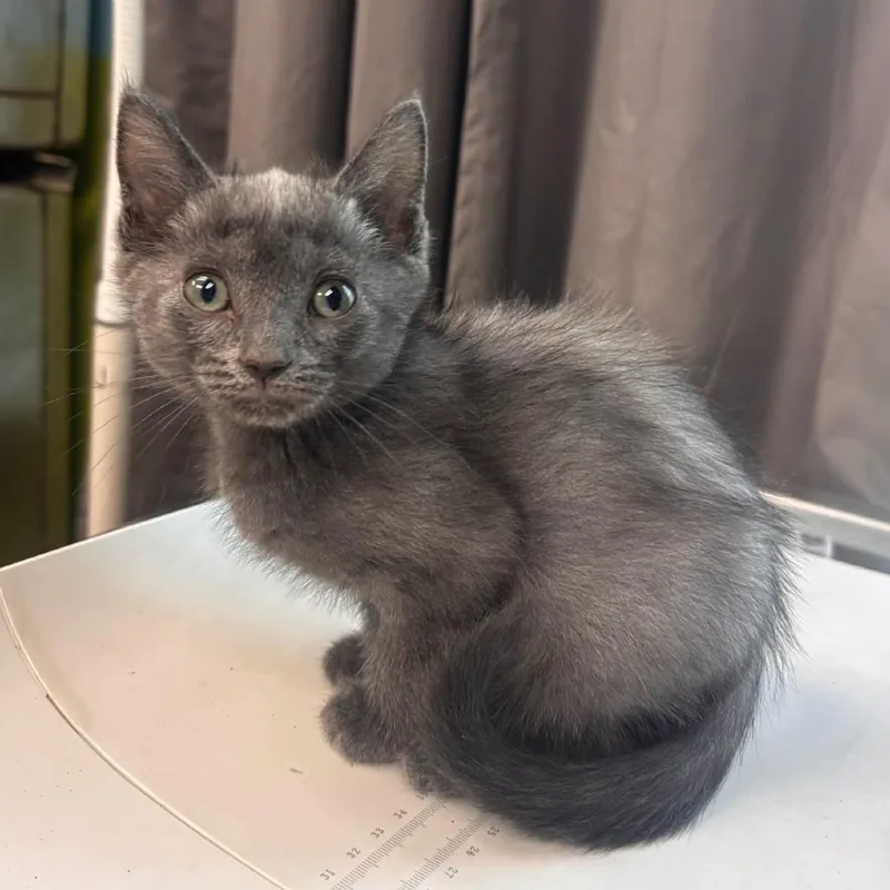 A baby small-sized male Gray / Blue / Silver Domestic Short Hair cat named Suede for adoption in Belleville, IL