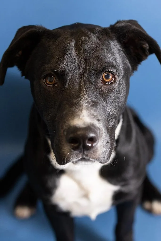 A young medium-sized male Labrador Retriever dog named Pe'Pe' for adoption in Clarksville, TN