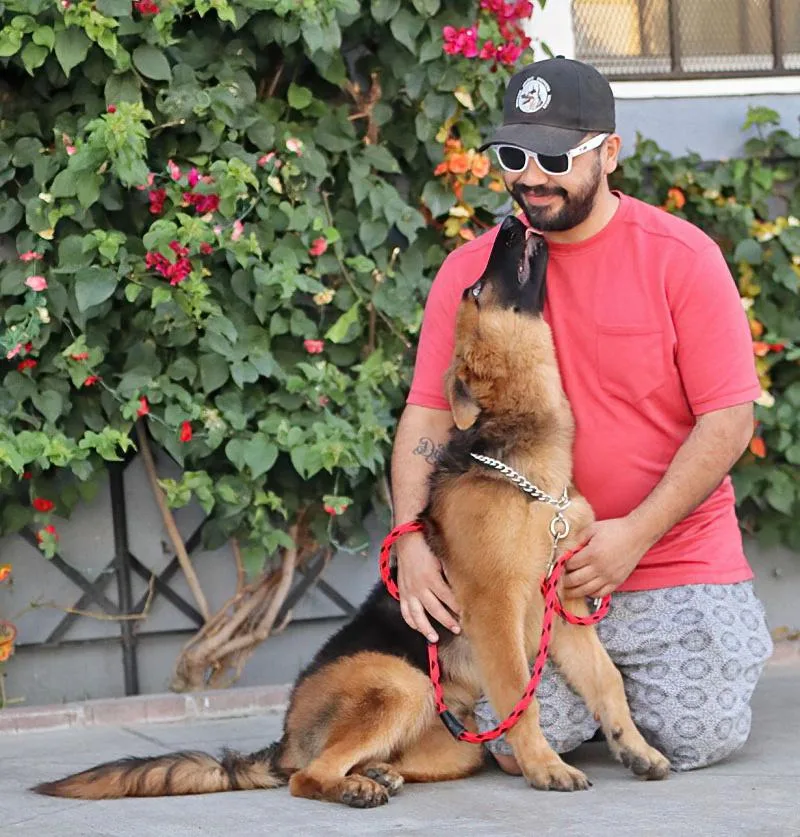 A young large-sized male Black German Shepherd Dog dog named Homer von Havelsee for adoption in Los Angeles, CA