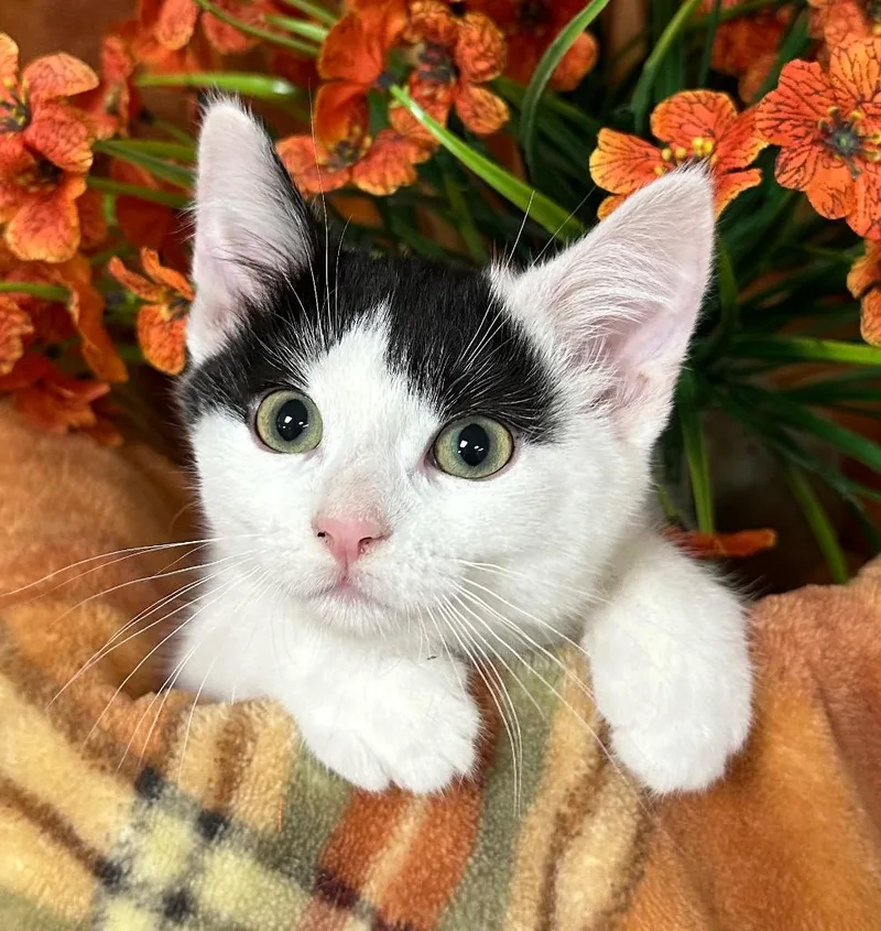 A baby small-sized female Domestic Short Hair cat named Isobel for adoption in Stillwater, OK