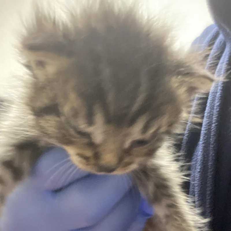 A baby small-sized male Brown / Chocolate Domestic Short Hair cat named 72019 for adoption in Harrisonburg, VA
