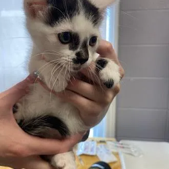 A baby small-sized female White Domestic Short Hair cat named Goose for adoption in South Elgin, IL