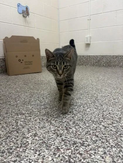 A baby small-sized female Domestic Short Hair cat named Yeehaw for adoption in Westland, MI