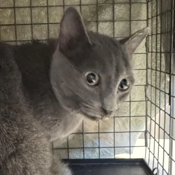 Lady Grey