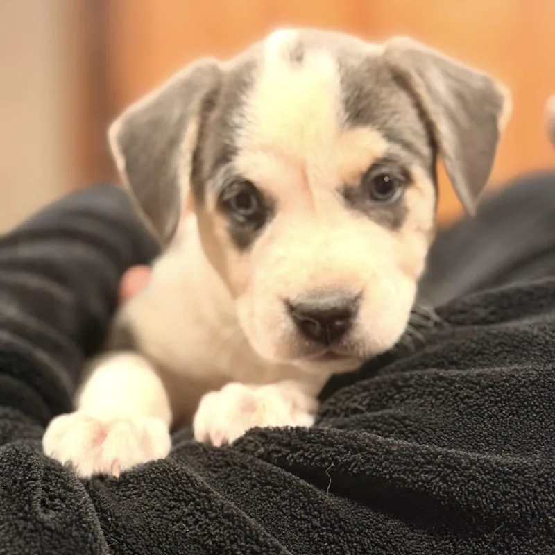 A baby small-sized female Pit Bull Terrier dog named Juniper for adoption in Parker, CO