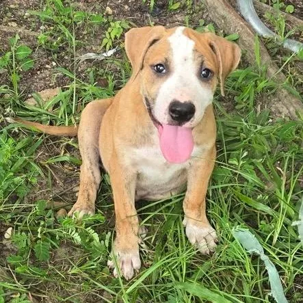 A baby large-sized male Golden Mixed Breed dog named Hercules for adoption in Brewton, AL