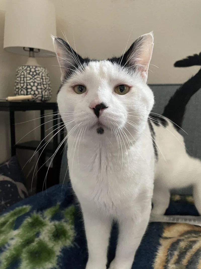 Love Bug thumbnail 3