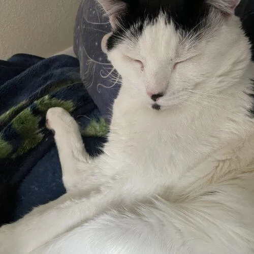 Love Bug thumbnail 5