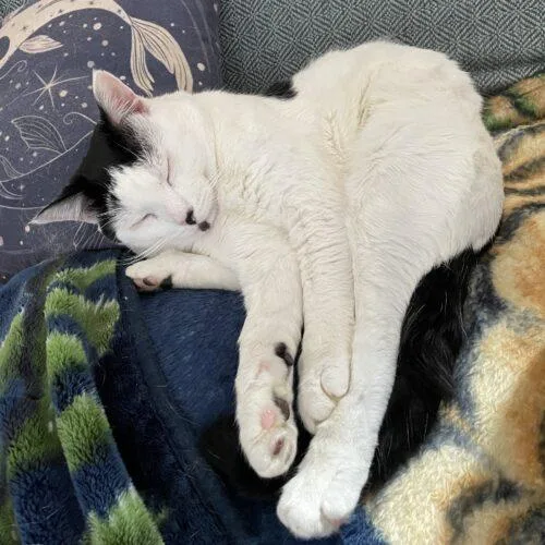 Love Bug thumbnail 6