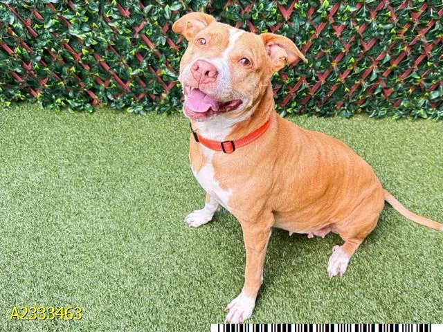 An adult medium-sized female Mixed Breed dog named Princess for adoption in West Palm Beach, FL