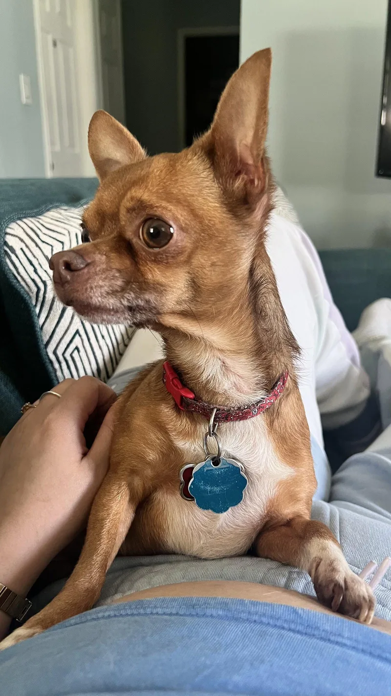 An adult medium-sized male Chihuahua dog named Kai for adoption in Lancaster, PA