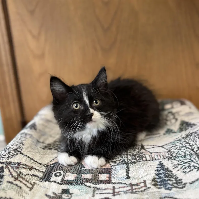 A baby small-sized male Black Domestic Long Hair cat named Largo for adoption in Fargo, ND