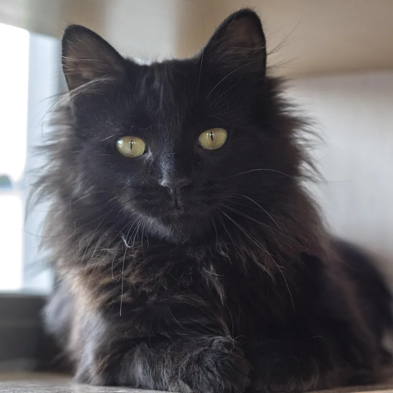 A young medium-sized female Black Domestic Long Hair cat named Mystique for adoption in Pontiac, MI