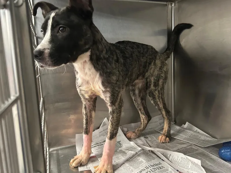 A baby medium-sized female Mixed Breed dog named Daphne for adoption in Oxford, NC