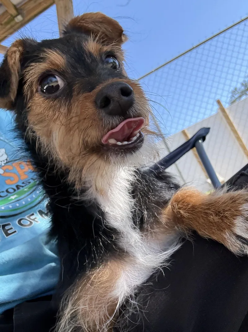 A young small-sized male Bicolor Terrier dog named Buster for adoption in New Port Richey, FL